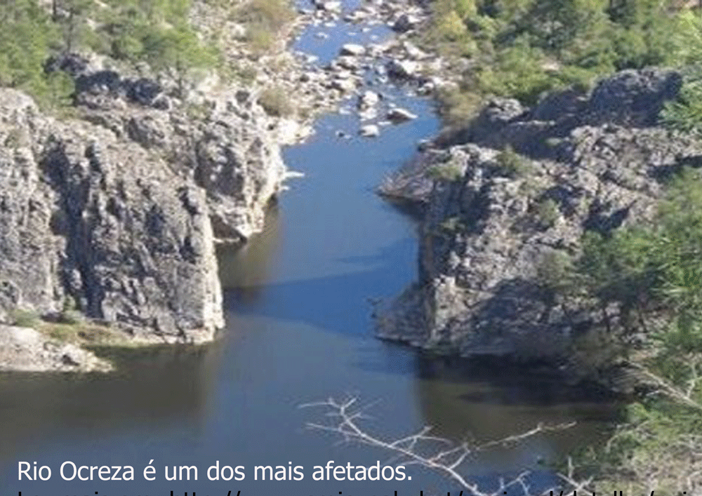 Castelo Branco: Peixes dos rios da região em risco