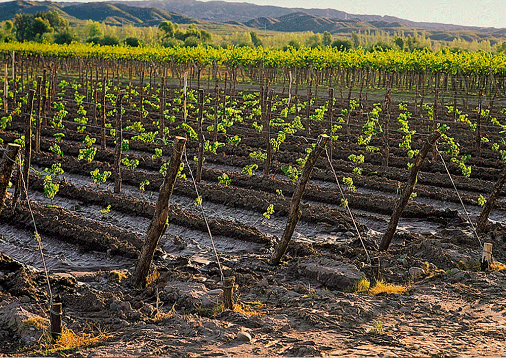 Bruxelas liberaliza plantio de vinha para aumentar produção de qualidade