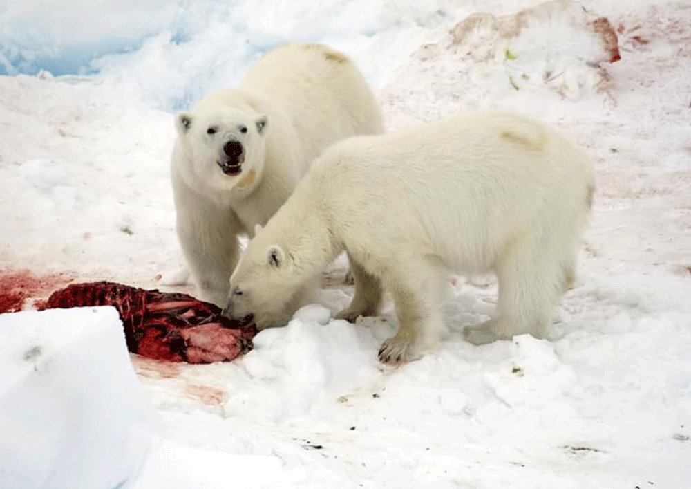 Ursos polares alimentam-se de golfinhos devido ao aquecimento do Ártico