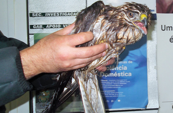 Covilhã: GNR recolheu águia de asa redonda em Vales do Rio