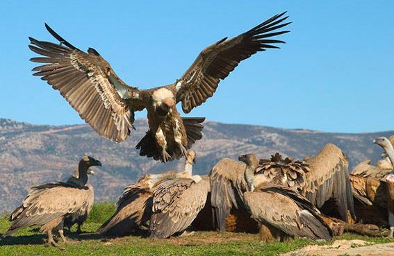 Castelo Branco: Falta de alimento provoca a maior concentração de sempre de abutres no Tejo Internacional