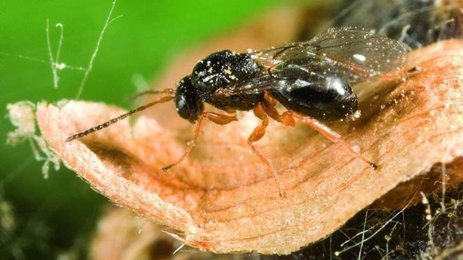Fundão assinou protocolo para combater vespa do castanheiro em Lamego