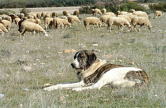Projeto de proteção do lobo ofereceu 25 cães guardas de gado