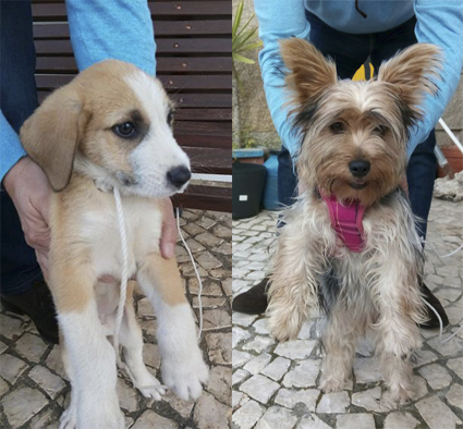 Castelo Branco: PSP pede ajuda a procurar donos de cachorrinhos