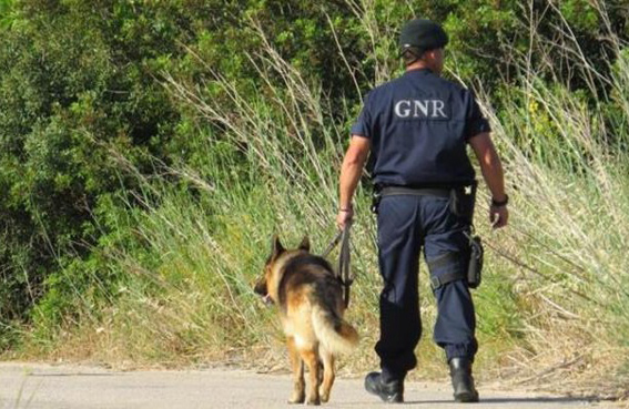 Equipa cinoténica da GNR de deteção de venenos realizou 305 patrulhas num ano
