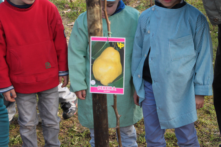 Sertã: Jardim de Infância plantou pomar “Heróis da Fruta”
