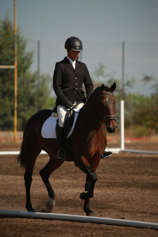 Equitação: Castelo Branco acolheu pela primeira vez final do Campeonato Regional de Ensino