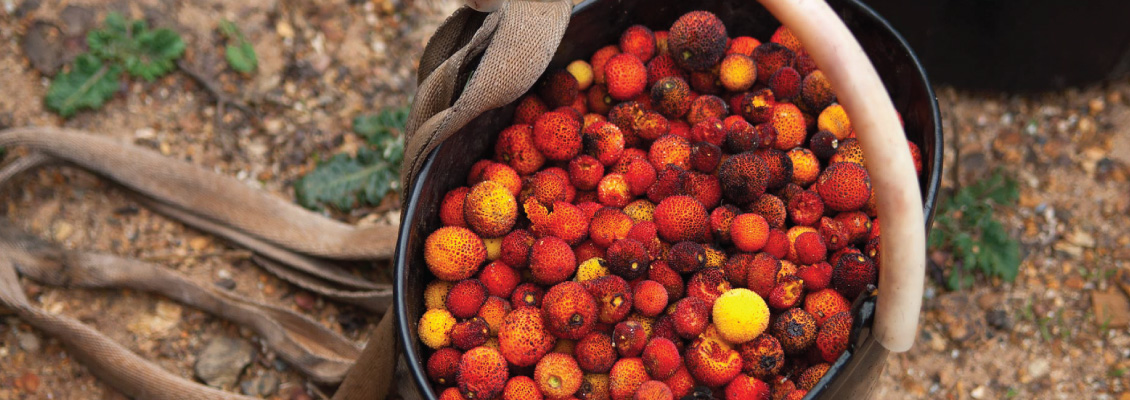 Oleiros: Mostra dos Frutos de Outono - Medronho e da Castanha já tem nova data