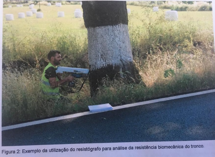 Castelo Branco: Autarquia abate árvores doentes que colocavam em risco segurança das pessoas