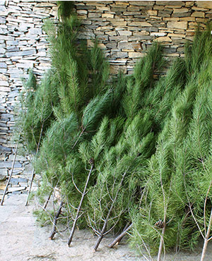 Câmara de Proença-a-Nova oferece pinheiros de Natal a Lisboa