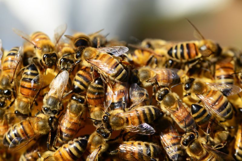 Cientistas de Coimbra participam na avaliação de risco para abelhas na Europa