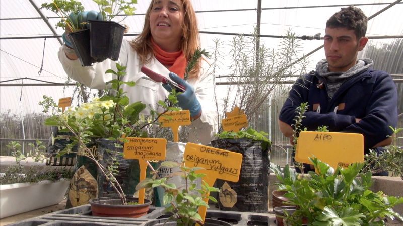 Castelo Branco: Escola Agrícola constrói jardim de plantas condimentares e casas para abelhas
