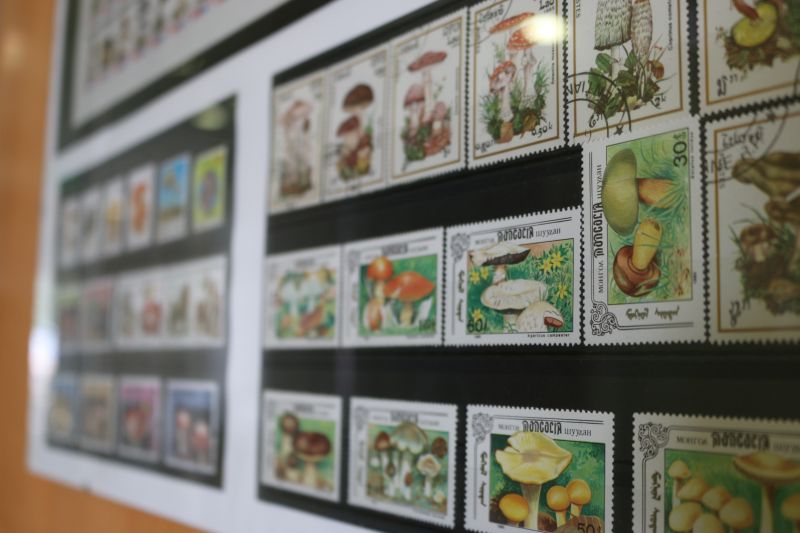 Proença-a-Nova: Centro Ciência Viva da Floresta apresenta “Cogumelos em Selos”