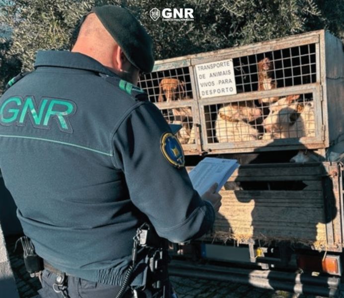GNR fiscaliza exercício da caça

 