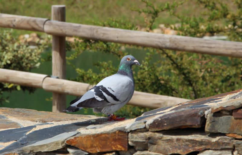 Proença-a-Nova: Observação de Aves em destaque no CCVFloresta