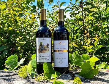 Sertã: Vinhos do concelho conquistam ouro e prata no “Portugal Wine Trophy: Beira Interior Edition”. 