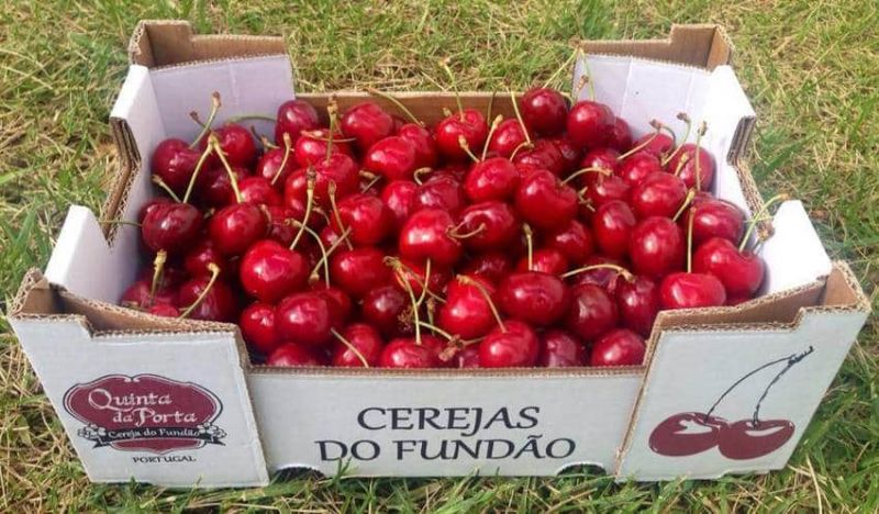 Investimento de 20 milhões de euros apoia produção de cereja do Fundão