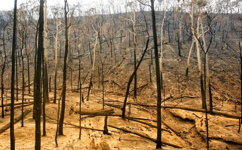 Castelo Branco: Fogo no Louriçal do Campo destruiu 300 hectares