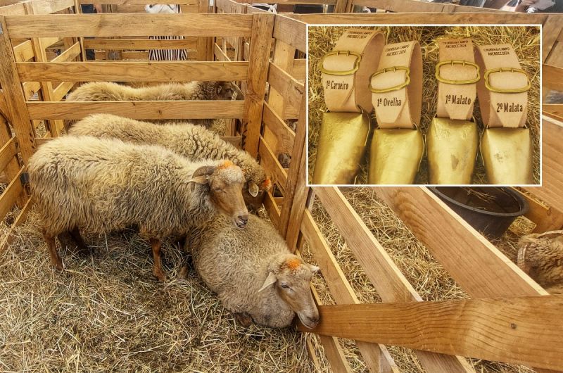 Castelo Branco: Escola Agrária conquista 1º lugar Nacional de ovinos da raça “Churra do Campo” em Alpedrinha
