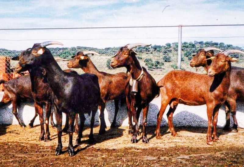 Programa de Regeneração Rural vai nascer no Fundão