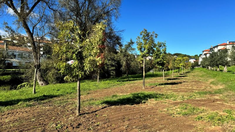 serty-cymara-municipal-replanta-yarvores-no-concelho