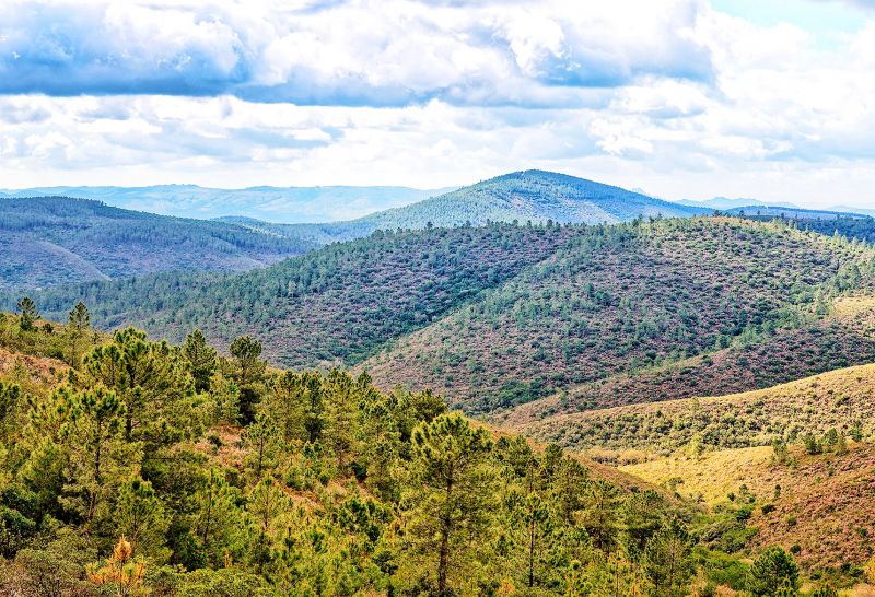 penamacor-vai-ter-mosaicos-de-parcelas-de-gestyo-de-combustyvel-na-reserva-da-malcata