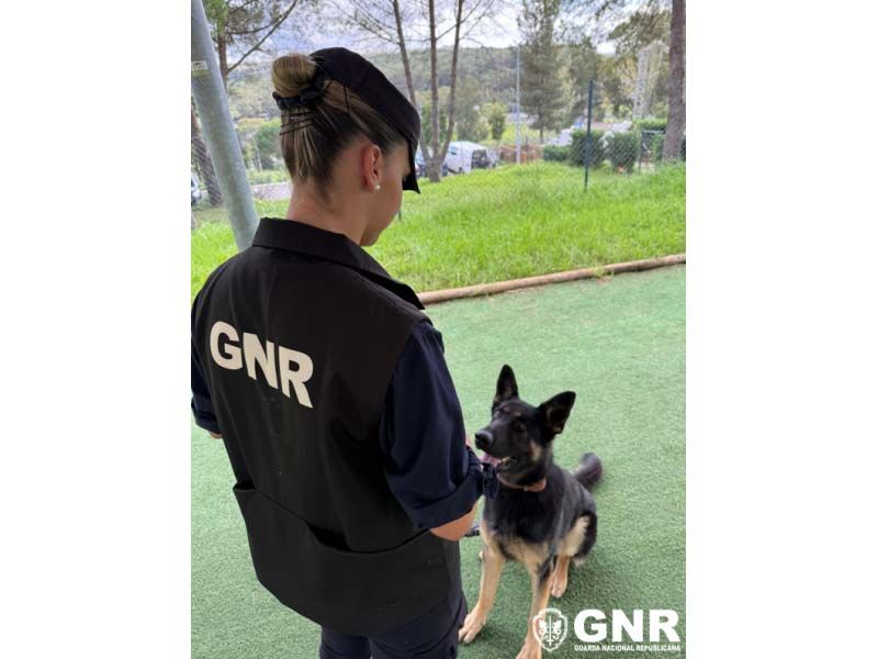 GNR tem 273 cães na sua componente cinotécnica