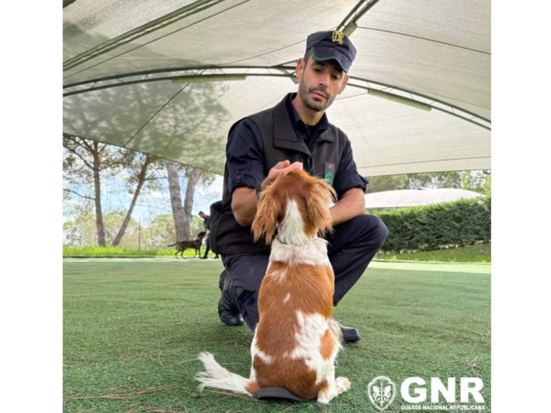 GNR tem 273 cães na sua componente cinotécnica