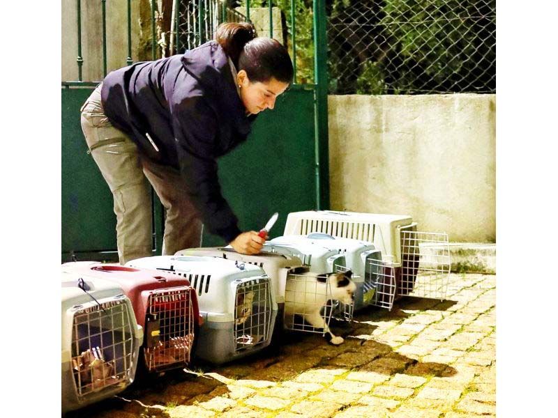 idanha-a-nova-parceria-permite-esterilizar-150-gatos-errantes-no-concelho