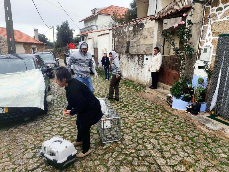 Idanha-a-Nova: Parceria permite esterilizar 150 gatos errantes no concelho