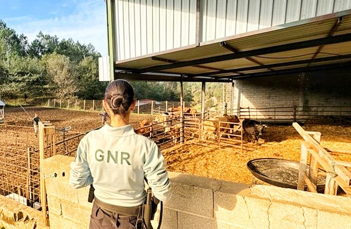 GNR apreende mais de 16 mil animais de criação em fiscalizações