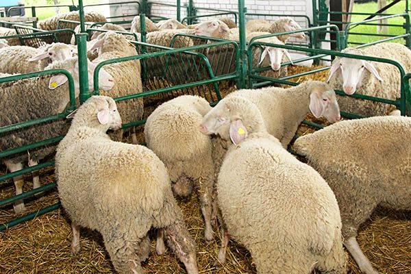 Distrito Castelo Branco tem 8 explorações agrícolas  
afetadas pela língua azul