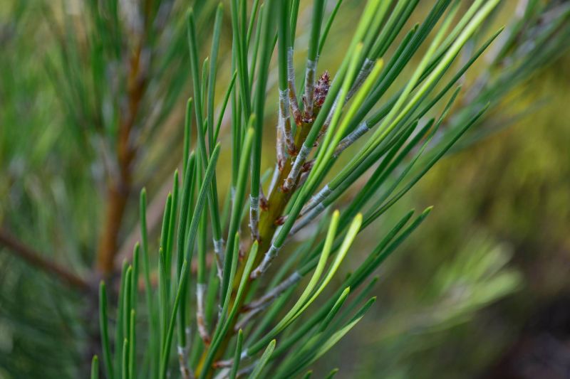 TertÃºlia propÃµe um novo olhar sobre a floresta em ProenÃ§a-a-Nova