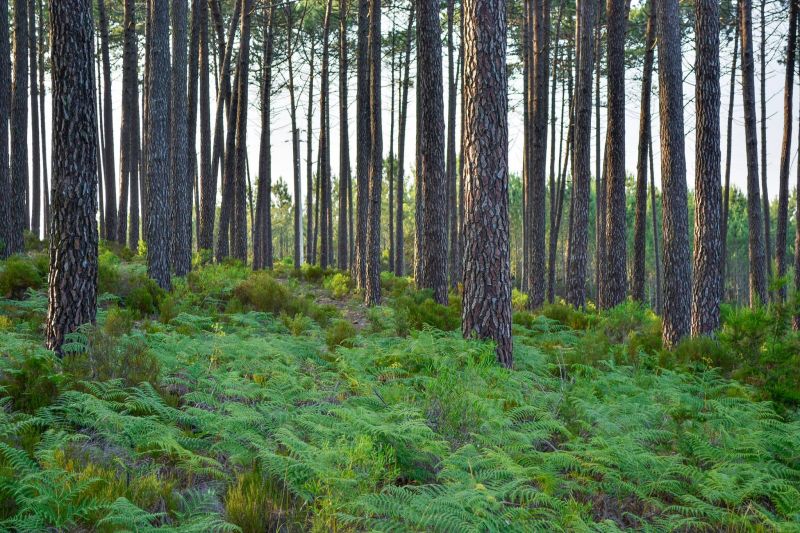 Tertúlia propõe um novo olhar sobre a floresta em Proença-a-Nova