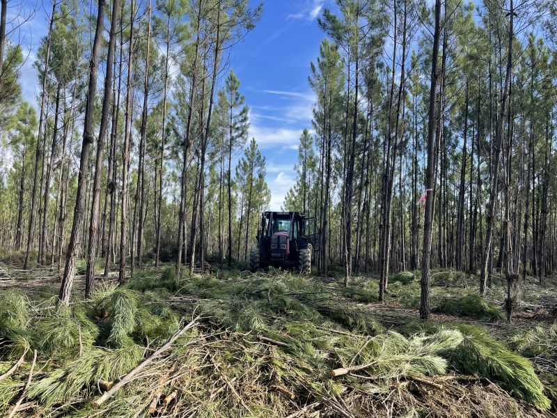 Proença-a-Nova: Centro PINUS mostra exemplos de colaboração entre produção e indústria na Fileira do Pinho

