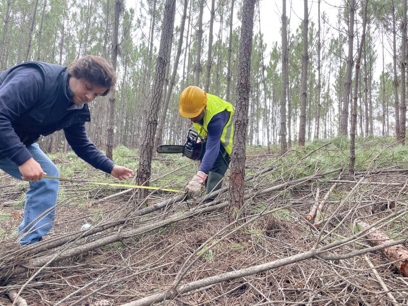 Proença-a-Nova: Centro PINUS mostra exemplos de colaboração entre produção e indústria na Fileira do Pinho

