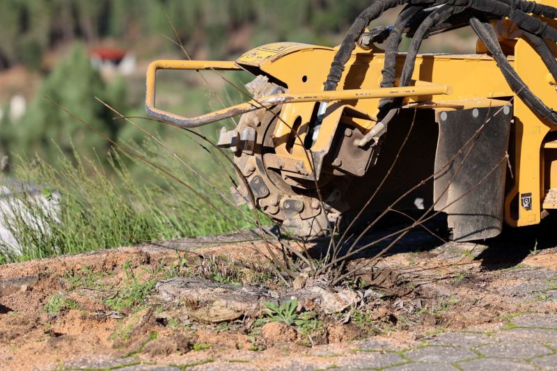 Município da Sertã intervenciona árvores em espaço urbano