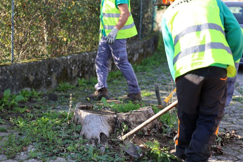 Município da Sertã intervenciona árvores em espaço urbano