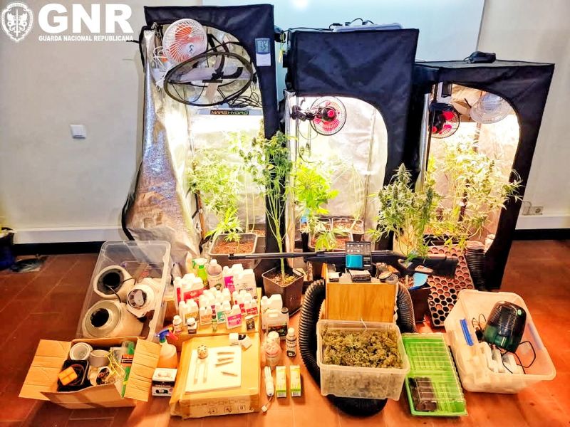 GNR detém homem por cultivo e produção de droga em Vila de Rei
