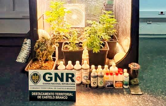 Castelo Branco: GNR detem homem por tráfico de droga ao desmantelar estufa
