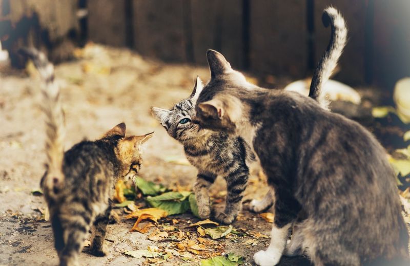 Programa identifica e cuida dezenas de gatos de rua na Sertã
