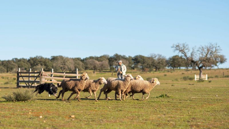 Idanha-a-Nova: Zebreira recebe Concurso Internacional de Cães de Pastoreio de 7 a 9 de Março