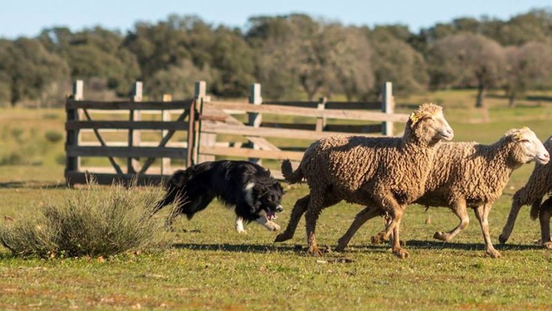 Idanha-a-Nova: Zebreira recebe Concurso Internacional de Cães de Pastoreio de 7 a 9 de Março