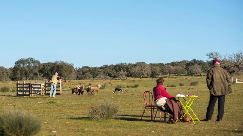 Idanha-a-Nova: Zebreira recebe Concurso Internacional de Cães de Pastoreio de 7 a 9 de Março